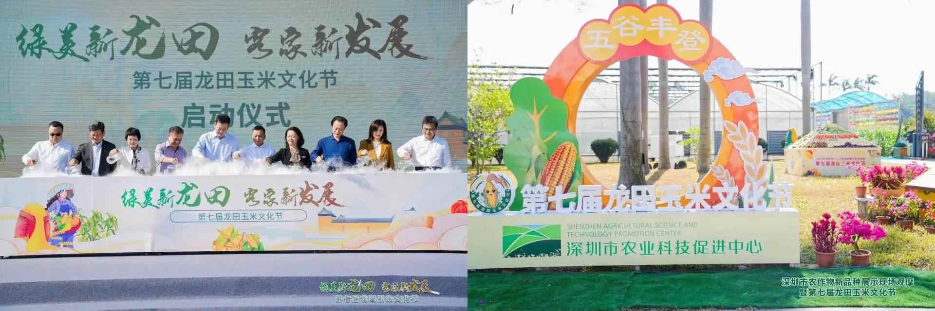 龙田玉米节(图3)